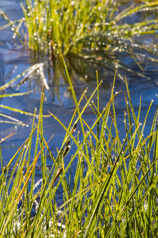 Sunlight Through Frozen Dew Drops On Grass